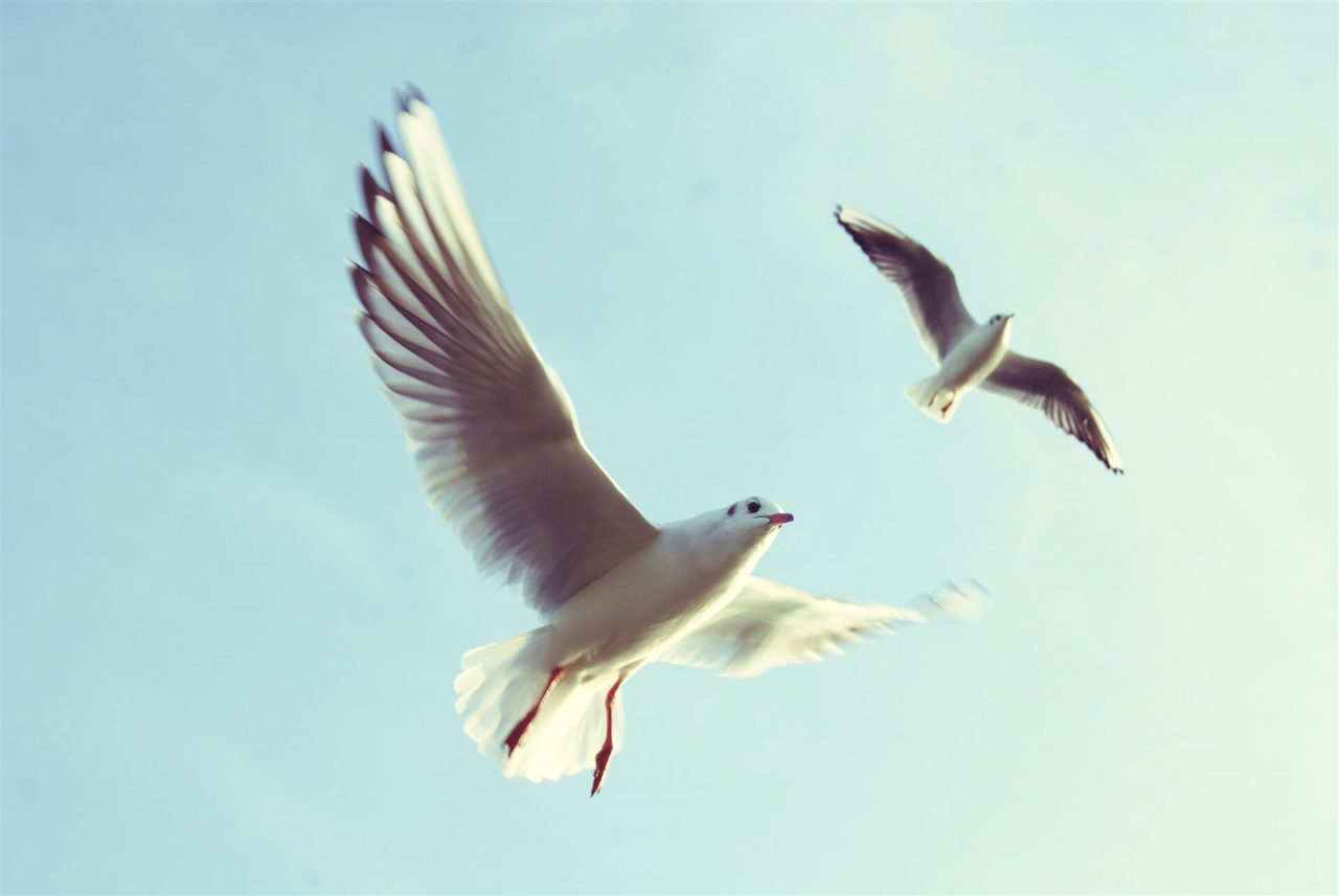 PETS-bird1-1280x857.jpg